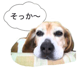 Beagle's cocoa sticker #14343209