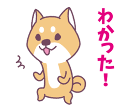 Shiba Inu "Akashiba San" Sticker sticker #14343715