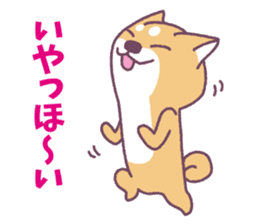 Shiba Inu "Akashiba San" Sticker sticker #14343725