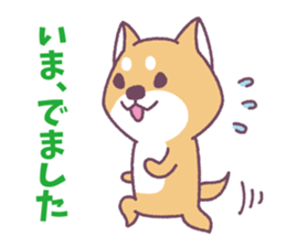 Shiba Inu "Akashiba San" Sticker sticker #14343735