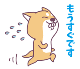 Shiba Inu "Akashiba San" Sticker sticker #14343736