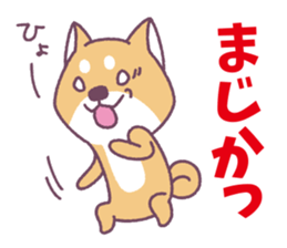 Shiba Inu "Akashiba San" Sticker sticker #14343749