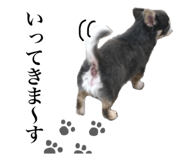 Aged chihuahua Raz Vol.2 sticker #14344879