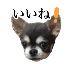 Aged chihuahua Raz Vol.2 sticker #14344885