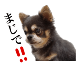 Aged chihuahua Raz Vol.2 sticker #14344886