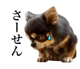 Aged chihuahua Raz Vol.2 sticker #14344887