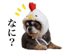 Aged chihuahua Raz Vol.2 sticker #14344893