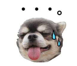 Aged chihuahua Raz Vol.2 sticker #14344896