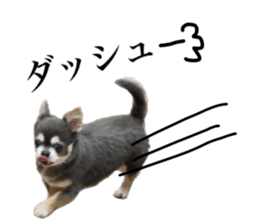 Aged chihuahua Raz Vol.2 sticker #14344899