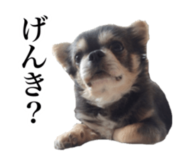 Aged chihuahua Raz Vol.2 sticker #14344902