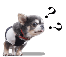 Aged chihuahua Raz Vol.2 sticker #14344906