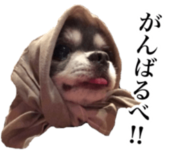 Aged chihuahua Raz Vol.2 sticker #14344909