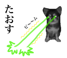 Aged chihuahua Raz Vol.2 sticker #14344914