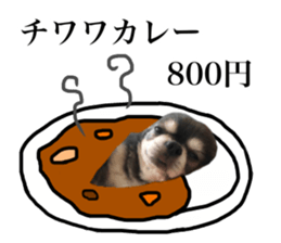 Aged chihuahua Raz Vol.2 sticker #14344916