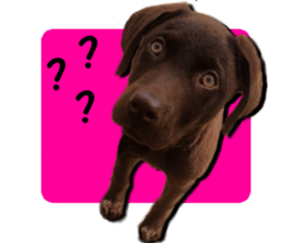 Sparky chocolate sticker #14346486