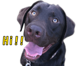 Sparky chocolate sticker #14346487