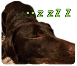 Sparky chocolate sticker #14346488