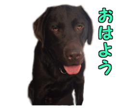 Sparky chocolate sticker #14346490