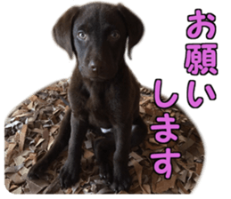 Sparky chocolate sticker #14346491