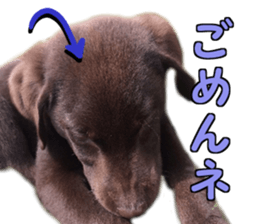 Sparky chocolate sticker #14346492