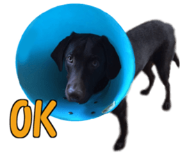 Sparky chocolate sticker #14346493