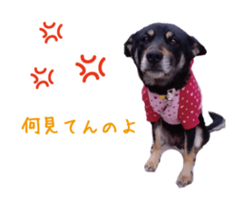 komame MongrelDog sticker #14351542