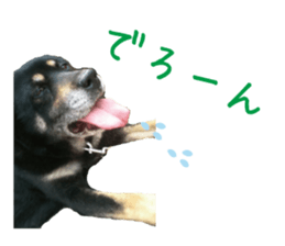 komame MongrelDog sticker #14351543