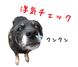 komame MongrelDog sticker #14351544