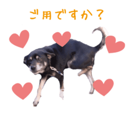 komame MongrelDog sticker #14351548