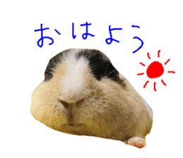 guinea pig Fuku's sticker ver.2 sticker #14351646