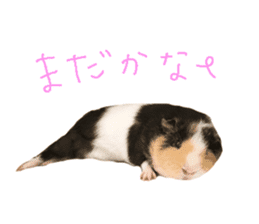 guinea pig Fuku's sticker ver.2 sticker #14351647