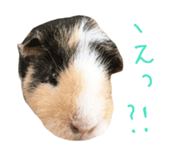 guinea pig Fuku's sticker ver.2 sticker #14351648