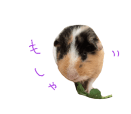 guinea pig Fuku's sticker ver.2 sticker #14351649