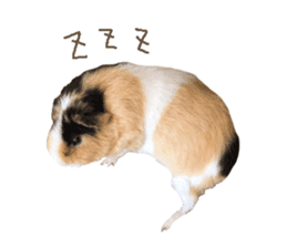 guinea pig Fuku's sticker ver.2 sticker #14351650