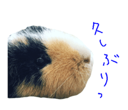guinea pig Fuku's sticker ver.2 sticker #14351651