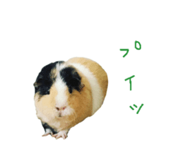 guinea pig Fuku's sticker ver.2 sticker #14351652