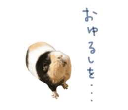 guinea pig Fuku's sticker ver.2 sticker #14351654