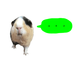 guinea pig Fuku's sticker ver.2 sticker #14351655