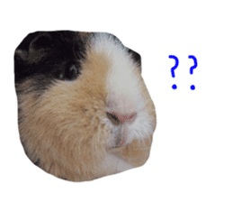 guinea pig Fuku's sticker ver.2 sticker #14351656