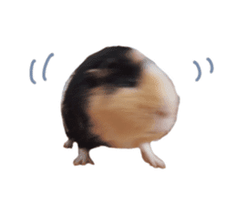guinea pig Fuku's sticker ver.2 sticker #14351657