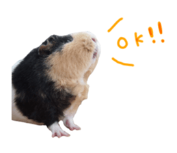 guinea pig Fuku's sticker ver.2 sticker #14351658