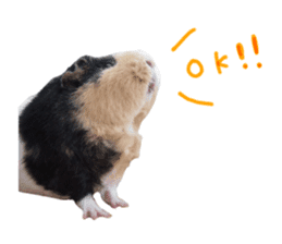 guinea pig Fuku's sticker ver.2 sticker #14351658