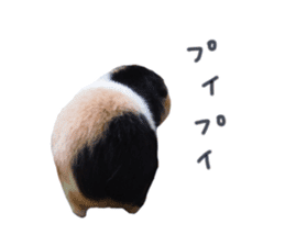 guinea pig Fuku's sticker ver.2 sticker #14351659