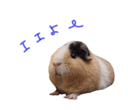 guinea pig Fuku's sticker ver.2 sticker #14351660