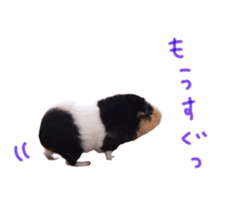 guinea pig Fuku's sticker ver.2 sticker #14351661