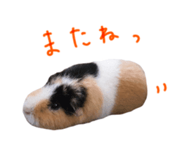 guinea pig Fuku's sticker ver.2 sticker #14351663