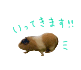 guinea pig Fuku's sticker ver.2 sticker #14351664