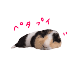 guinea pig Fuku's sticker ver.2 sticker #14351665