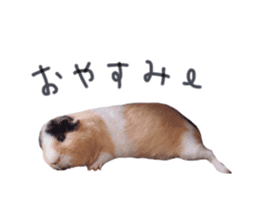 guinea pig Fuku's sticker ver.2 sticker #14351666