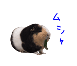 guinea pig Fuku's sticker ver.2 sticker #14351668